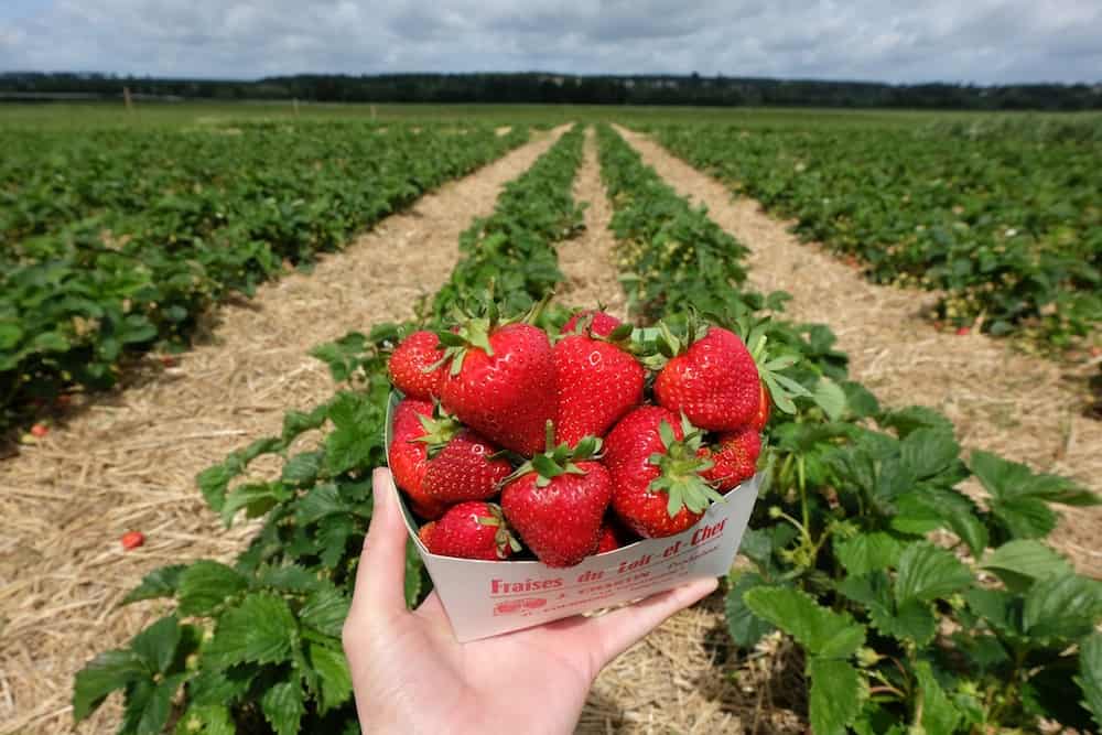 fraises-biologiques-cueillette