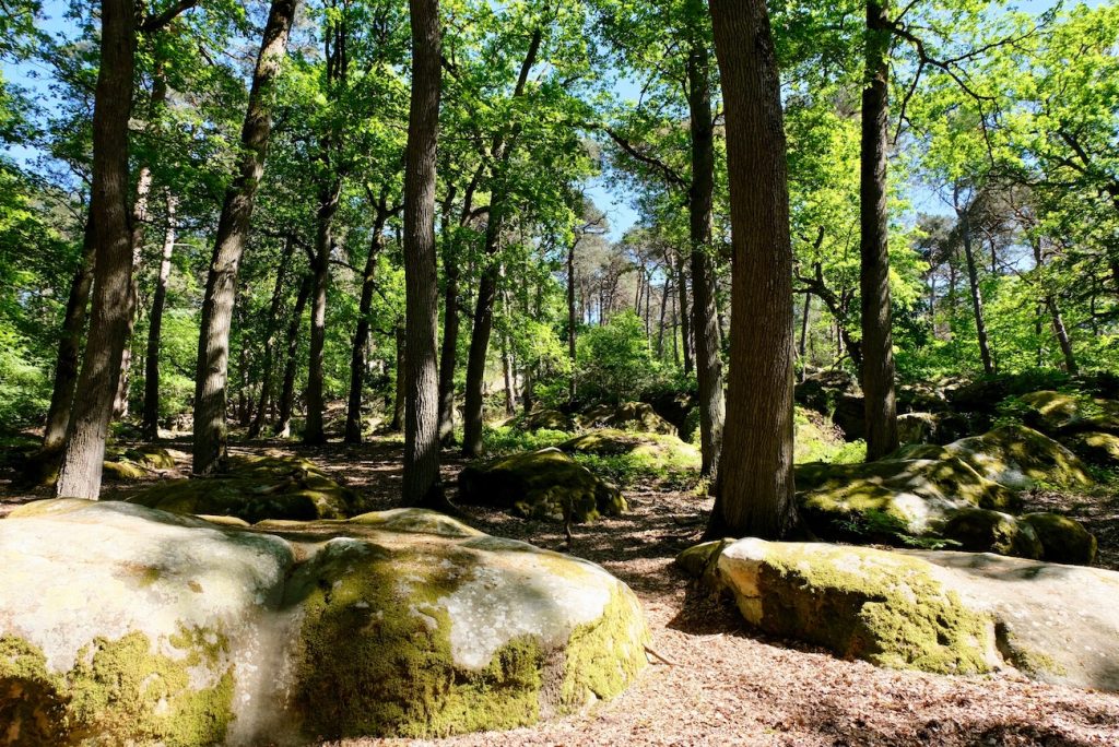 balade-ile-de-france-foret-fontainebleau