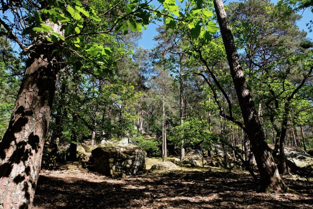 promenade-balade-foret-fontainebleau