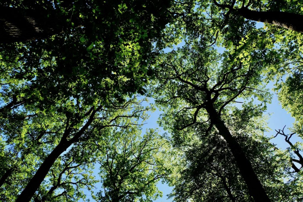 promenade-balade-ile-de-france-foret-fontainebleau