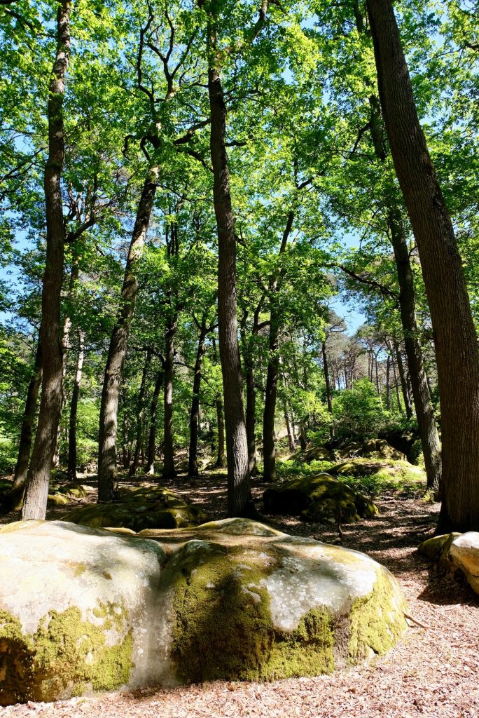 promenade-ile-de-france-foret-fontainebleau