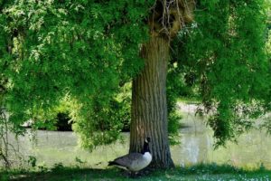 jardin-bagatelle-paris16-e-bois-de-boulogne-beau-jardin-parc