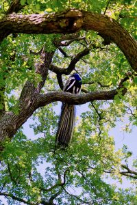 jardin-de-bagatelle-paris-16eme-bois-de-boulogne-beau-jardin-parc-neuilly