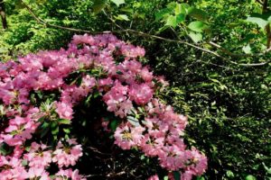 jardin-de-bagatelle-paris16em-bois-de-boulogne-beau-jardin-parc