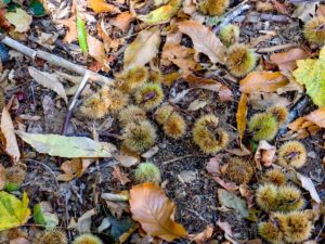 activite-enfant-foret