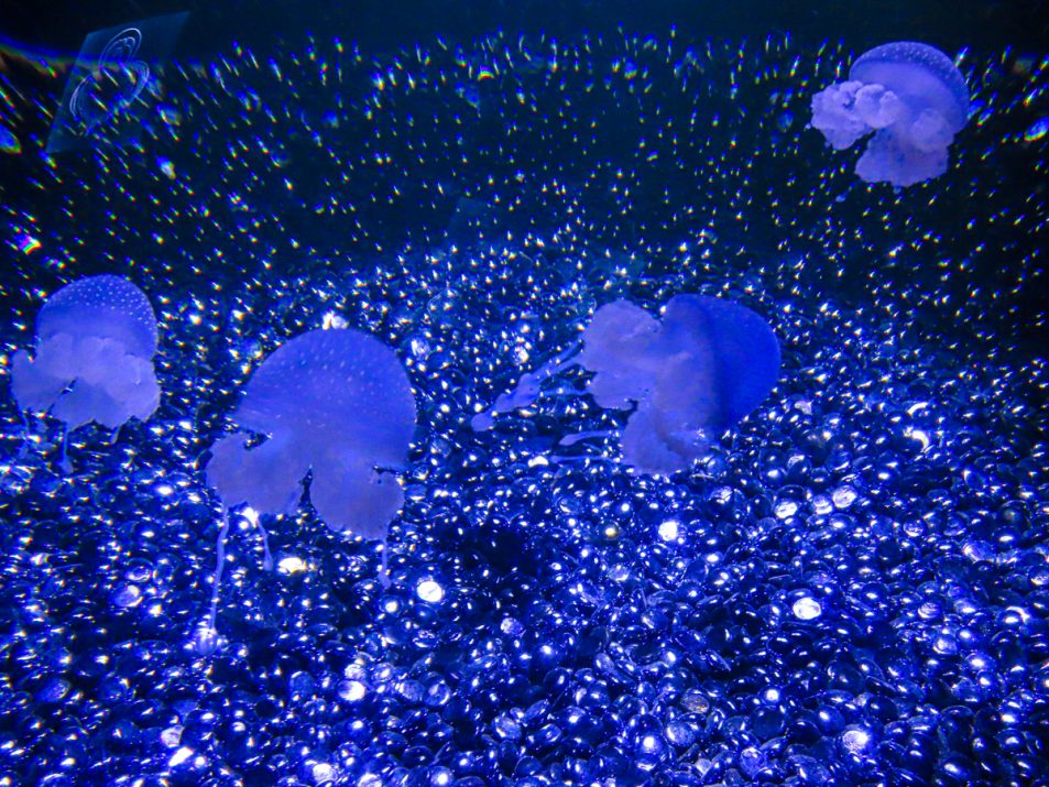 aquarium-la-rochelle-visiter-week-end-famille-10
