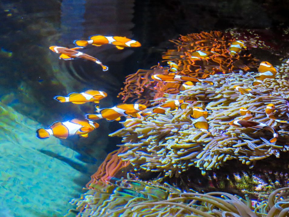 aquarium-la-rochelle-visiter-week-end-famille-11