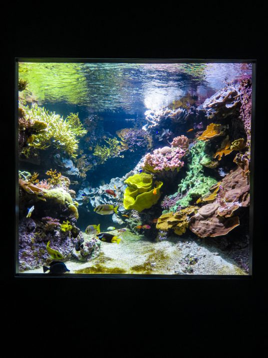 aquarium-la-rochelle-visiter-week-end-famille-14