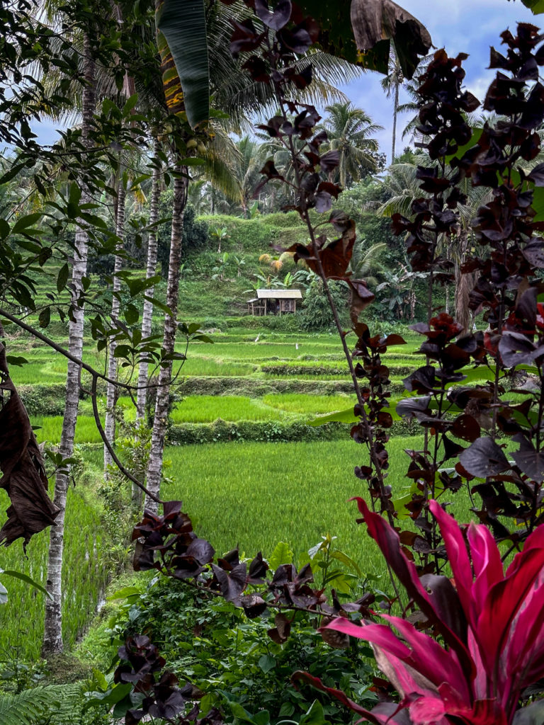 Tetebatu lombok Indonesie